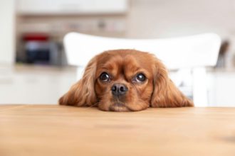 Cute dog behind the kitchen table