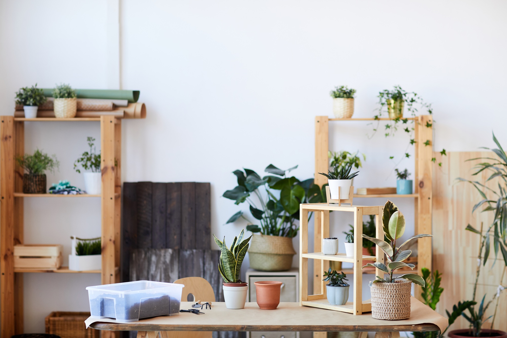 Houseplants Background