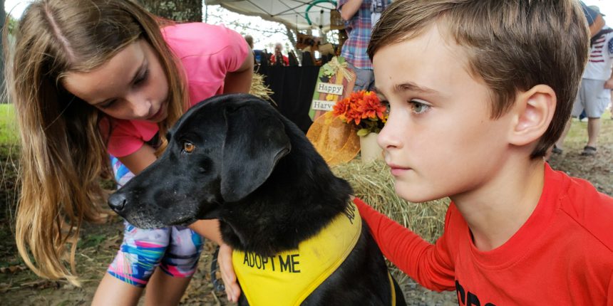 People and pets in kids being kids adopting older dogs in wild words and motivational words.